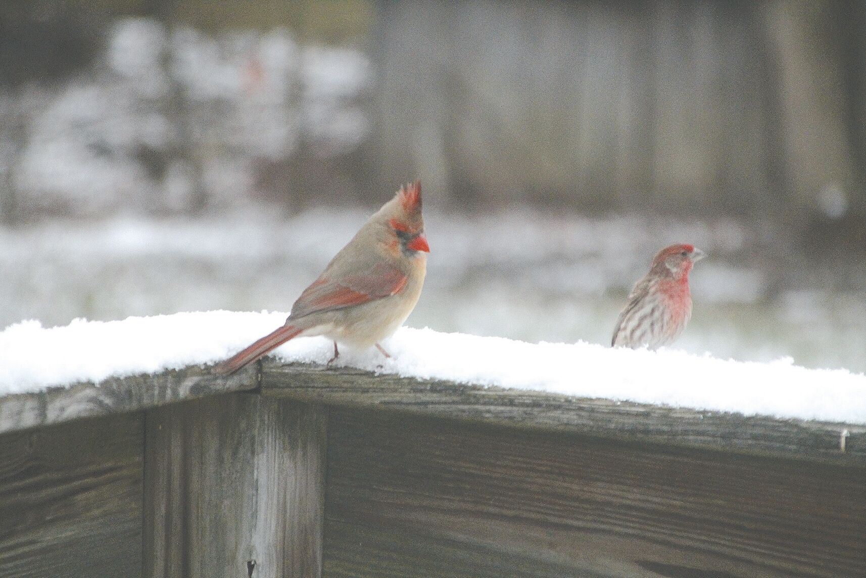 Snow birds